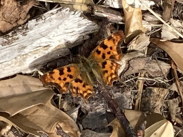  Comma butterfly at the Rec