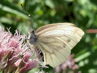 Green veined white