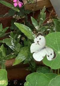 Large white