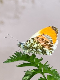 Orange tip