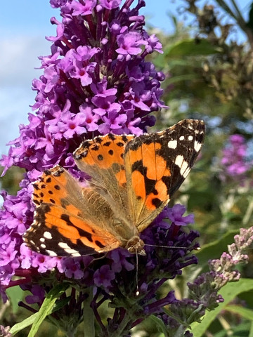 Painted Lady
