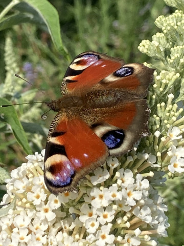 Peacock butterfly at the Rec
