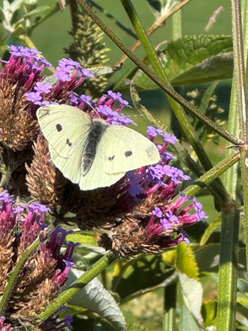 Small White butterfly at the Rec