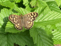 Specked Wood